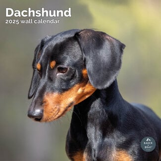 Baker & Bray Dachshund Calendar 2025