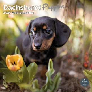 Baker & Bray Dachshund Puppies Calendar 2025