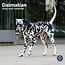 Calendrier Dalmatien 2025