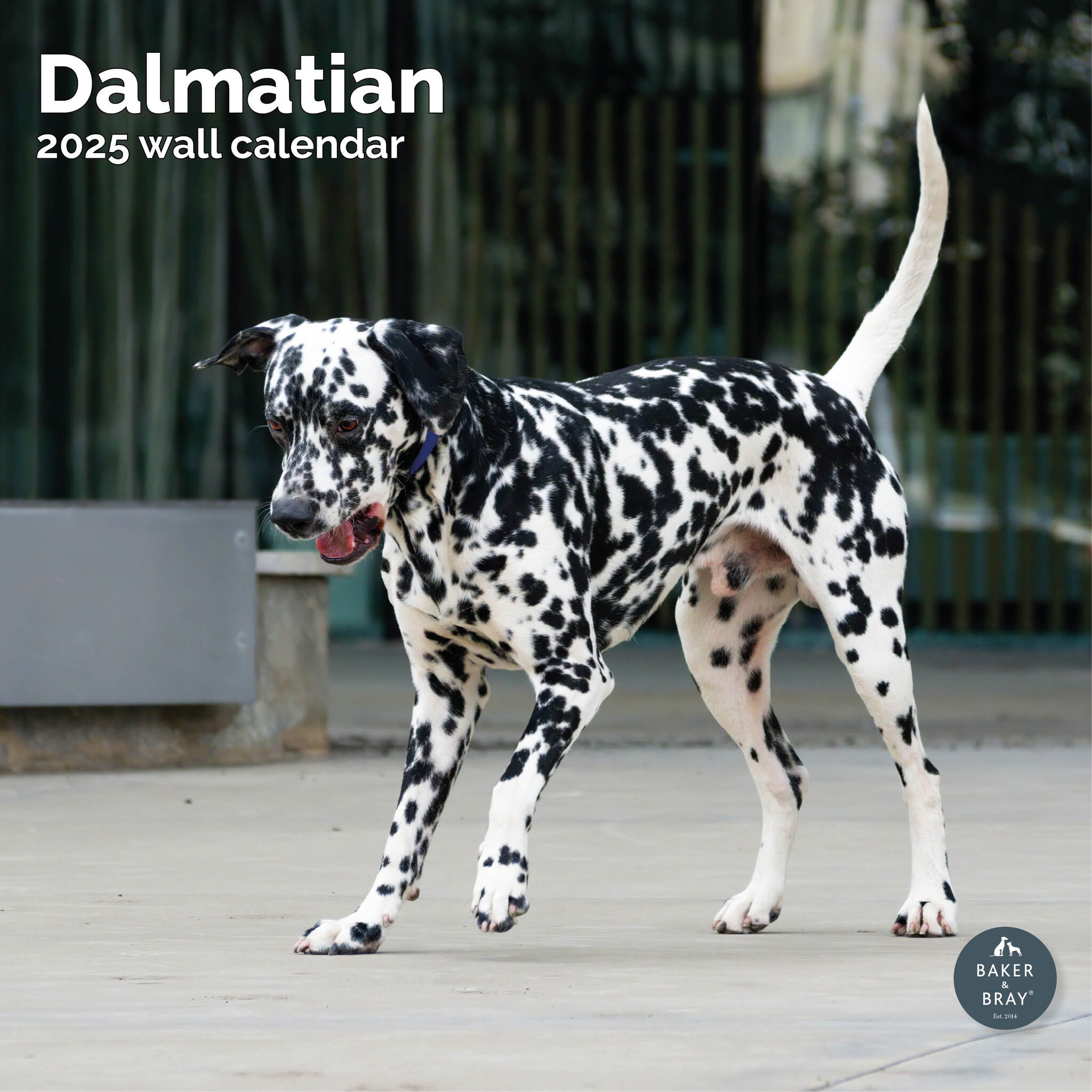 Dalmatian Calendar 2025 Buy Order Easily And Quickly Online Baker Bray Dalmatian Calendar 2025