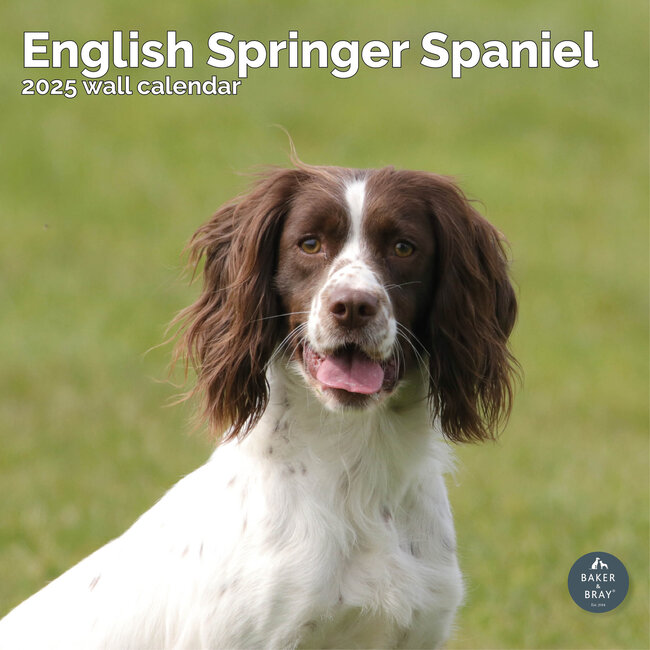Engelse Springer Spaniel Kalender 2025