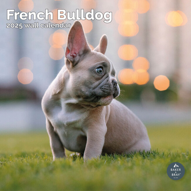 Franse Bulldog Kalender 2025