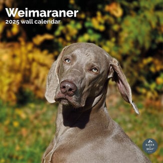 Baker & Bray Calendrier du Weimaraner 2025