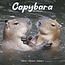 Calendario Capybara 2025