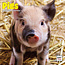 Dayplanner Pig Calendar 2025