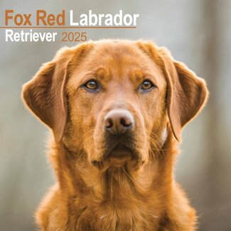 Avonside Labrador Retriever Calendario Rojo 2025