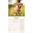 Labrador Retriever Red Calendar 2025