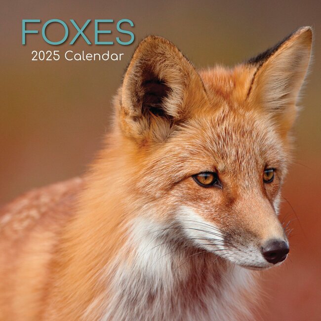 Foxes Calendar 2025