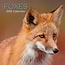 Foxes Calendar 2025