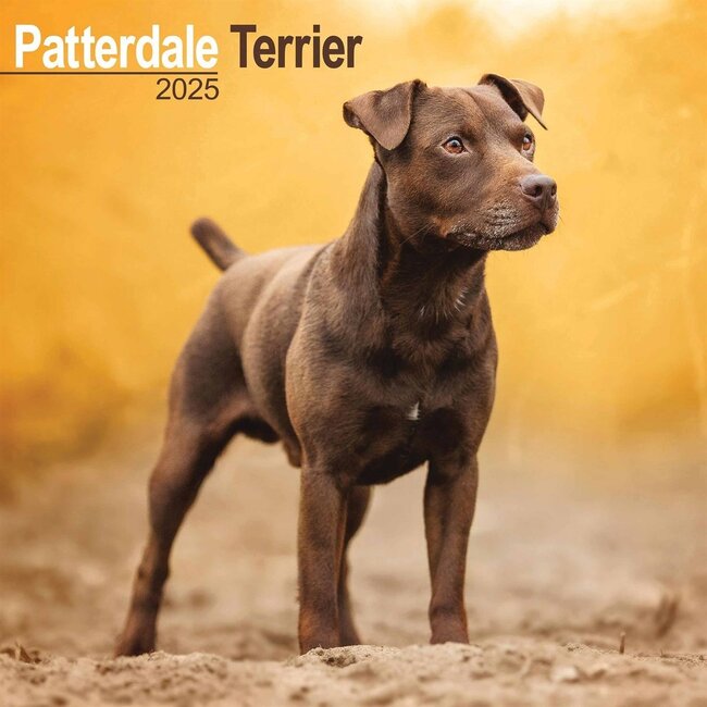 Calendario Patterdale Terrier 2025