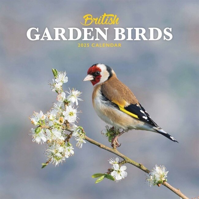 Calendrier des oiseaux de jardin 2025 Mini