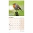 Calendario de aves de jardín 2025 Mini