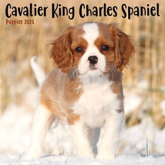Avonside Cavalier King Charles Spaniel Cachorros Calendario 2025 Mini
