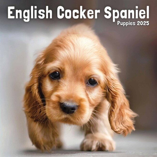 Avonside English Cocker Spaniel Welpen Kalender 2025 Mini