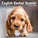 Avonside Engelse Cocker Spaniel Puppies Kalender 2025 Mini