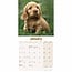 English Cocker Spaniel Welpen Kalender 2025 Mini