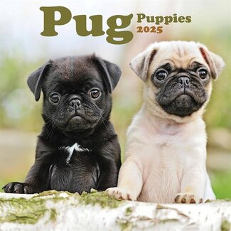 Avonside Pug Calendar 2025 Mini