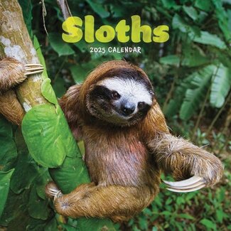 CarouselCalendars Sloth Calendar 2025 Mini