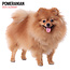 Magnet & Steel Pomeranian Calendar 2025 Modern