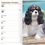 Cavalier King Charles Spaniel Taschenkalender 2025