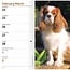 Cavalier King Charles Spaniel Taschenkalender 2025