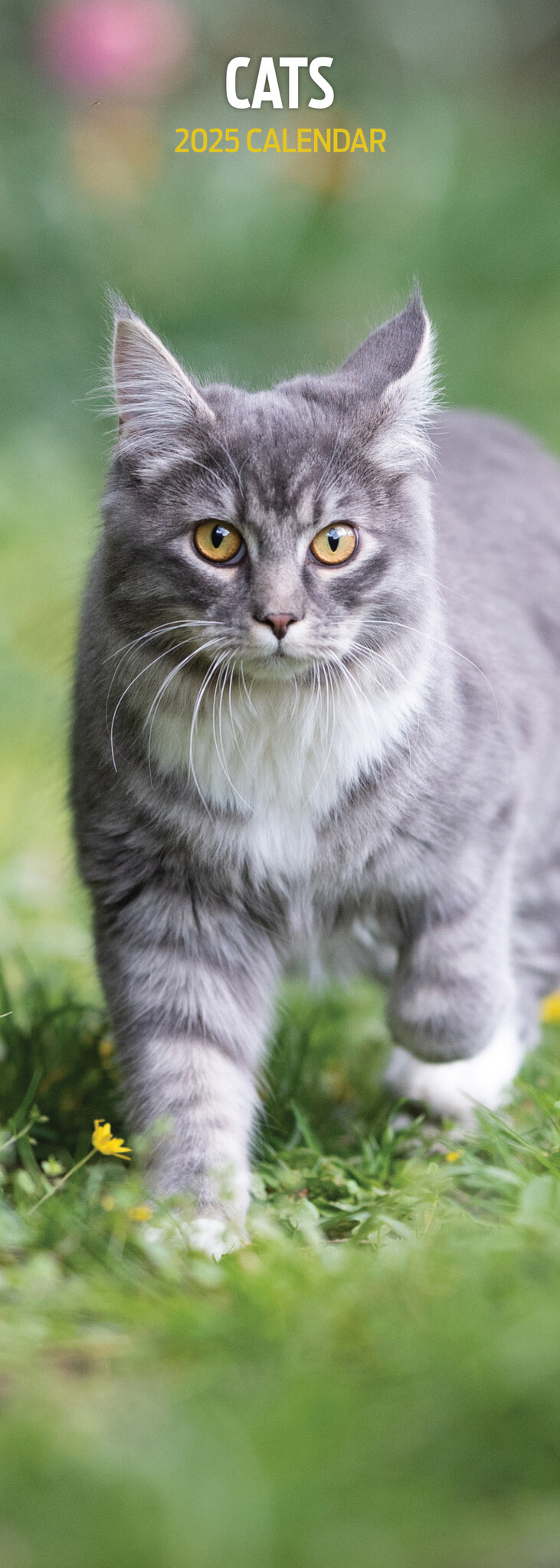Buy Cat Calendar 2025 Slimline simply order online