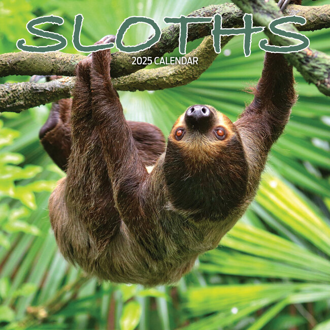 Magnet & Steel Sloth Calendar 2025