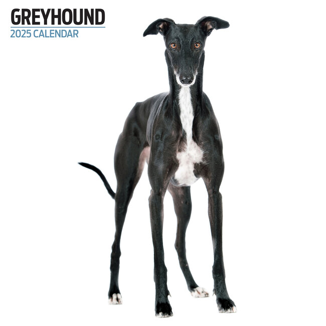 Greyhound Kalender 2025 Modern