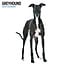 Magnet & Steel Calendario de Galgos 2025 Moderno