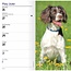 Engelse Springer Spaniel Pocket Agenda 2025