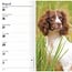 Engelse Springer Spaniel Pocket Agenda 2025