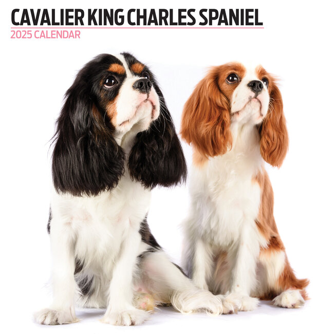 Cavalier King Charles Spaniel Calendar 2025 Modern