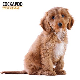 Magnet & Steel Cockapoo Calendar 2025 Modern