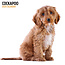 Cockapoo Kalender 2025 Modern