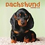 Dachshund Calendar 2025 Mini