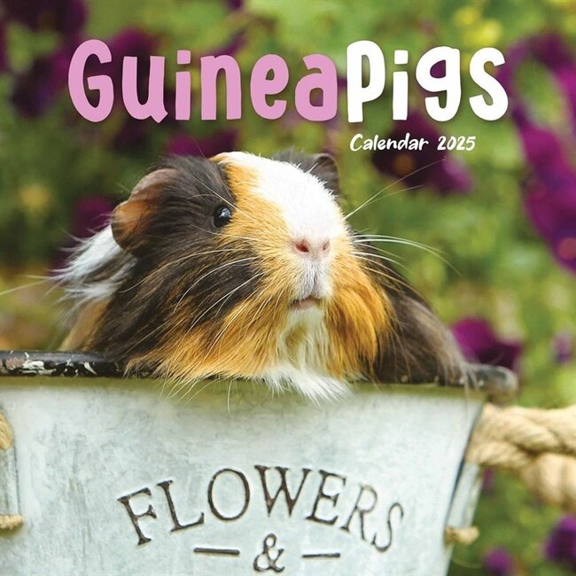 Guinea pig calendar 2025 Mini