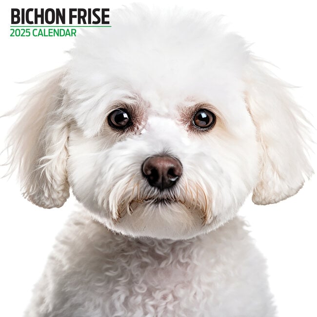 Bichon Frise Calendrier 2025 Moderne