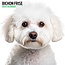 Bichon Frise Calendar 2025 Modern