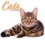 Cat Calendar 2025 Modern