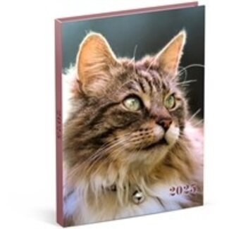 Lannoo Agenda 2025 della scrivania dei gatti