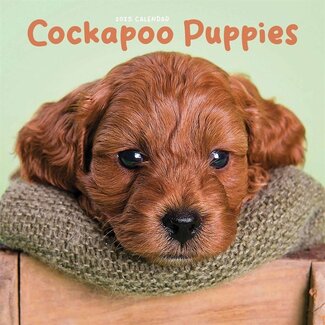 CarouselCalendars Cockapoo Puppies Mini Calendar 2025
