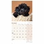 Cockapoo-Welpen Mini-Kalender 2025