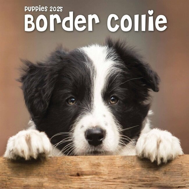 Border Collie Mini Calendar Puppies 2025