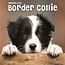 Border Collie Mini Calendar Puppies 2025