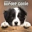 Border Collie Mini Kalender Puppies 2025