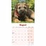 Border Terrier Mini Calendar Puppies 2025