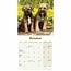 Border Terrier Mini Calendar Puppies 2025