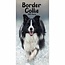 Agenda tascabile dei Border Collie 2025