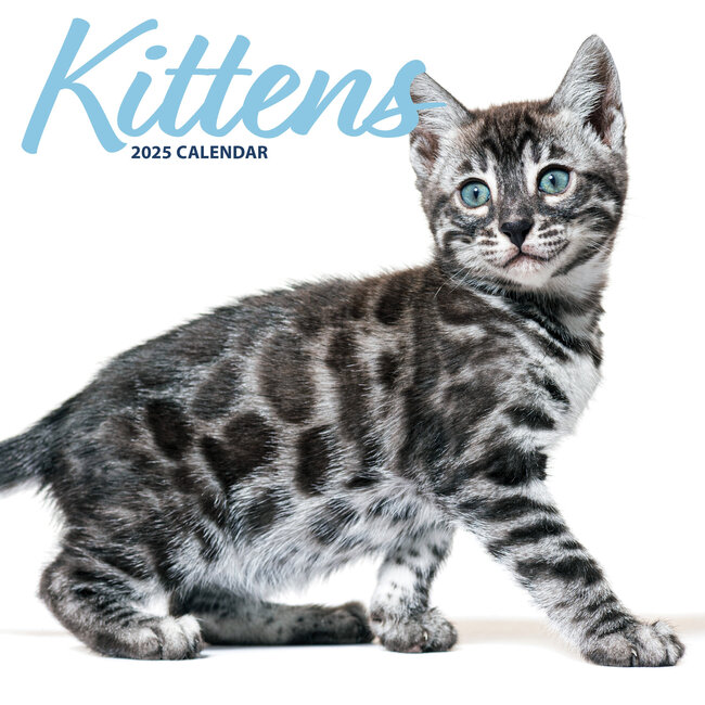 Calendrier des chatons 2025 Moderne