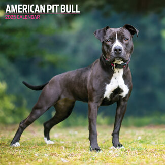 Magnet & Steel Calendario American Pit Bull Terrier 2025